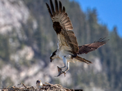 Uber order...fresh fish tonight!