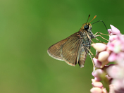 Butterfly on Common Milkweed