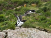 Razorbills 