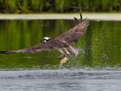 osprey caught a fish