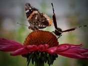 Red Admiral