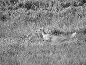 Oh Deer