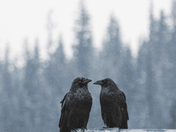 A Tale of 2 Ravens 