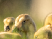 Goslings