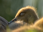 Goslings