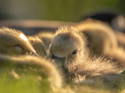 Goslings