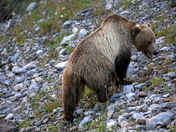 Grizzly Creek Grizzly