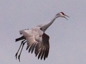 Ridgefield National Wildlife Sanctuary