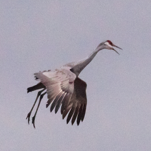 Ridgefield National Wildlife Sanctuary