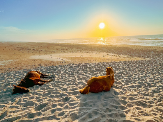 Assateague National Seashore