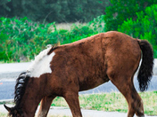 Assateague National Seashore