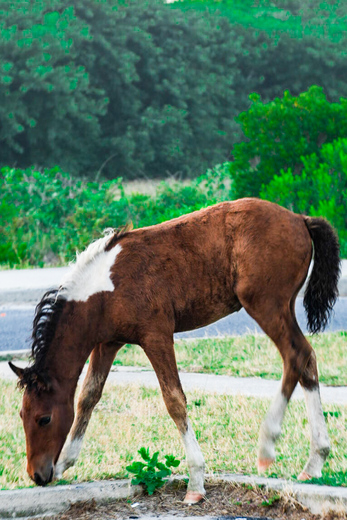 Assateague National Seashore
