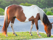 Assateague National Seashore