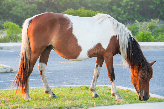 Assateague National Seashore