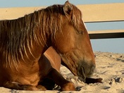 Assateague National Seashore