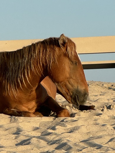 Assateague National Seashore