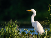 Egret