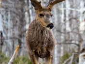 Glacier National Park