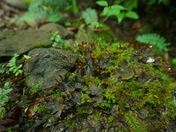 Smoky Mountains National Park