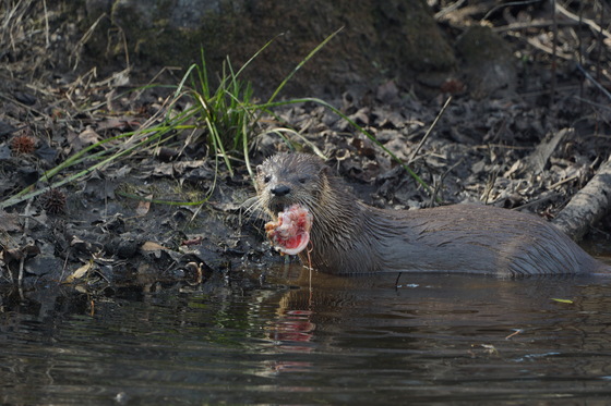 Pungo unit