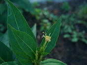 Nantahala National Forest 