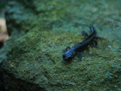 Nantahala national forest