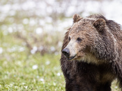 Portrait of a Grizzly