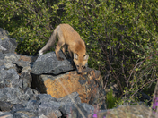 Red Fox