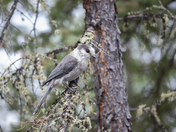 Gray Jay