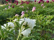 Heritage Peonies