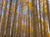 Coconino National Forest