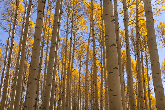 Coconino National Forest