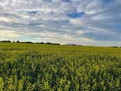 Canola Bloom
