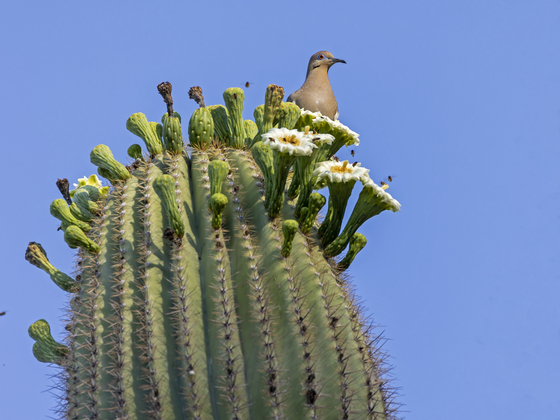 Tonto National Forest