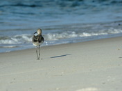 Bon Secour National Wildlife refuge