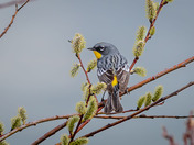 Yellow-rumped Warbler