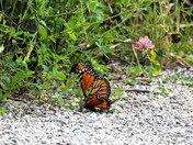Mating Monarchs