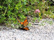Mating Monarchs