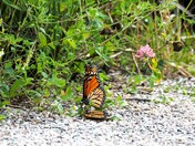 Mating Monarchs