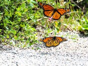 Mating Monarchs