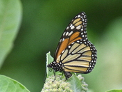 Laying Eggs