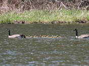 Mississippi National River & Recreation Area