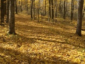 Chain o lakes 