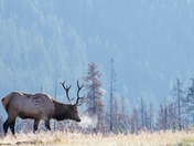 Morning Elk