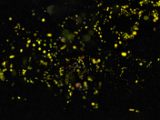 Great Smoky Mountains National Park