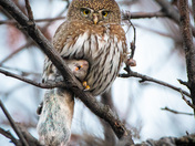Pygmy Owl with a Big Lunch
