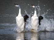 The Dance