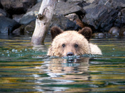Curious Cub