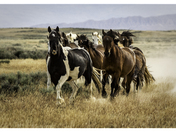 The McCullough Peaks Wild Horse Herd Management Area