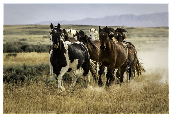 The McCullough Peaks Wild Horse Herd Management Area